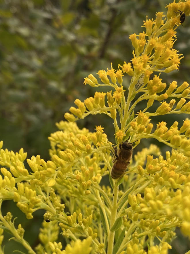 A bee rests on the stalk of a plant featuring many small yellow flowers. 